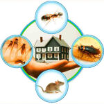 Best pest control service in coimbatore